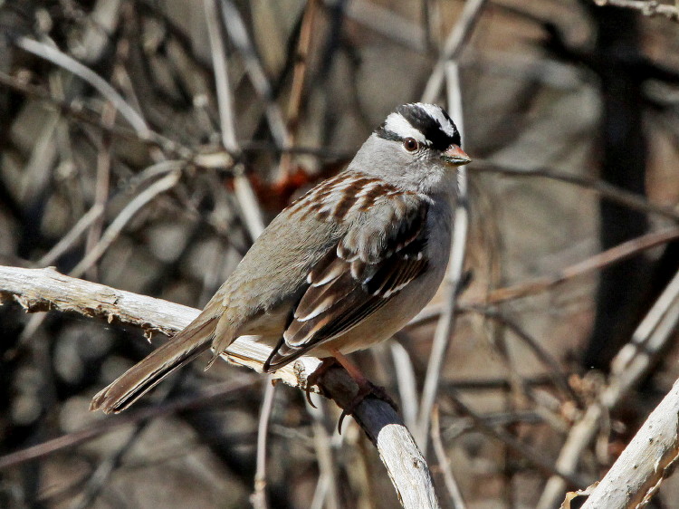 White-crowned Sparrow