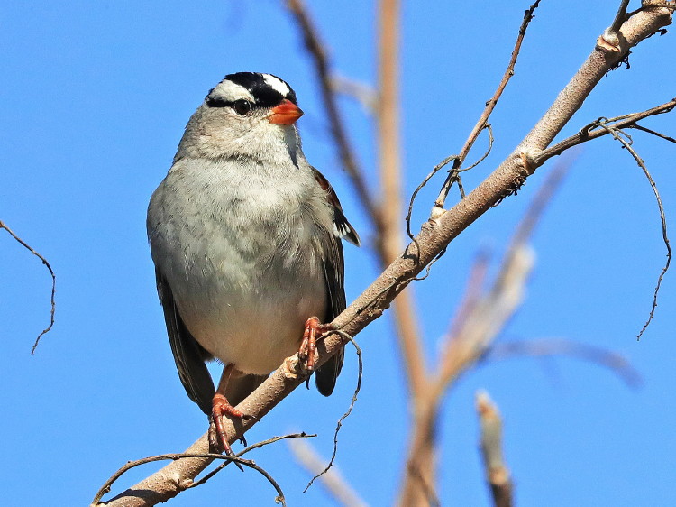 White-crowned Sparrow