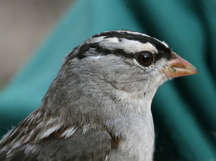 White-crowned Sparrow&nbsp;