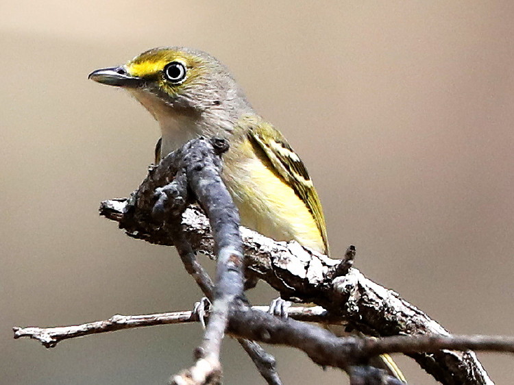 White-eyed Vireo
