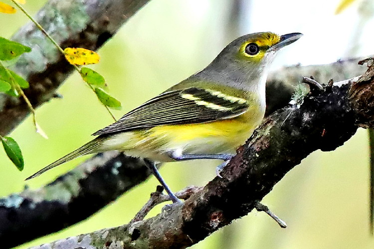White-eyed Vireo