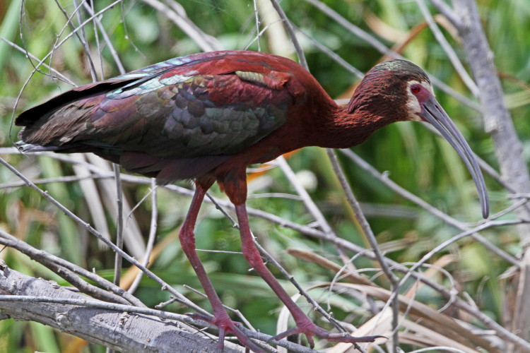 White-faced Ibis
