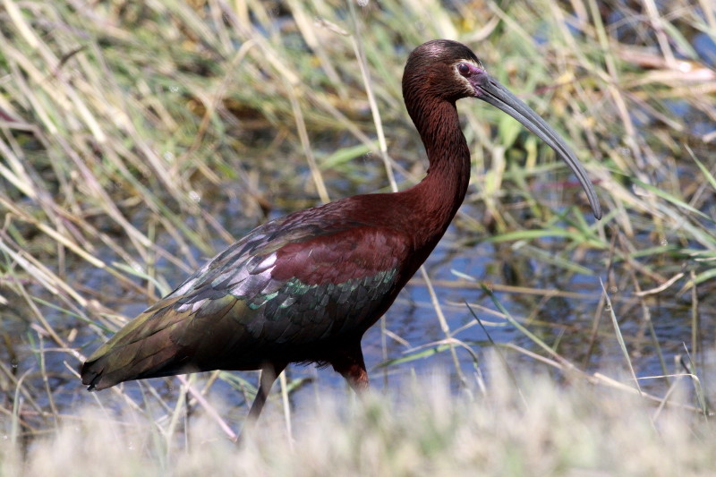 White-faced Ibis