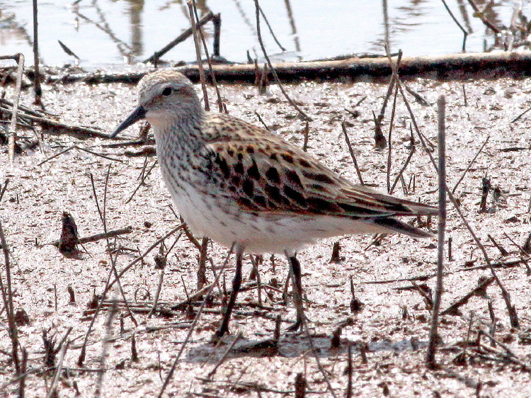 White-rumped Sandpiper