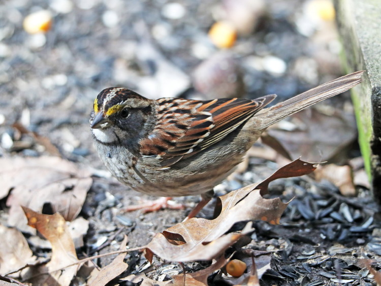 White-throated Sparrow