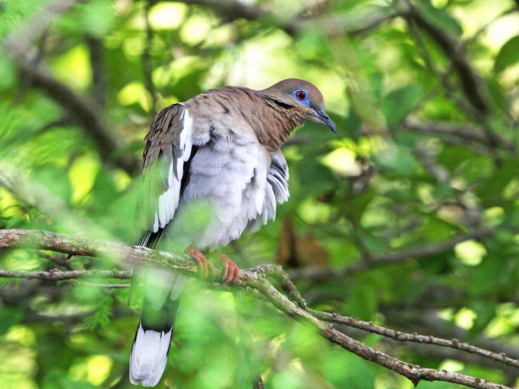 White-winged Dove