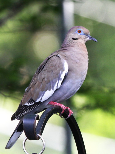 White-woinged Dove