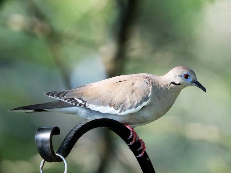 White-winged Dove