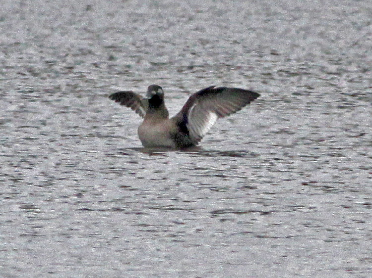 White-winged Scoter