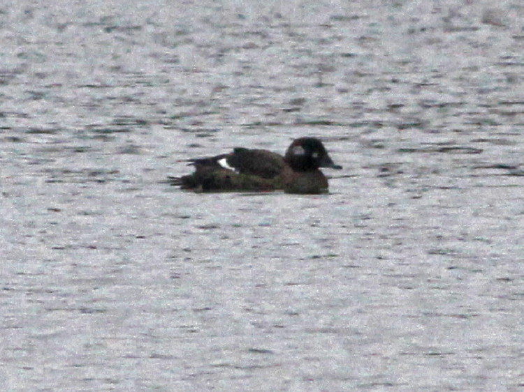 White-winged Scoter