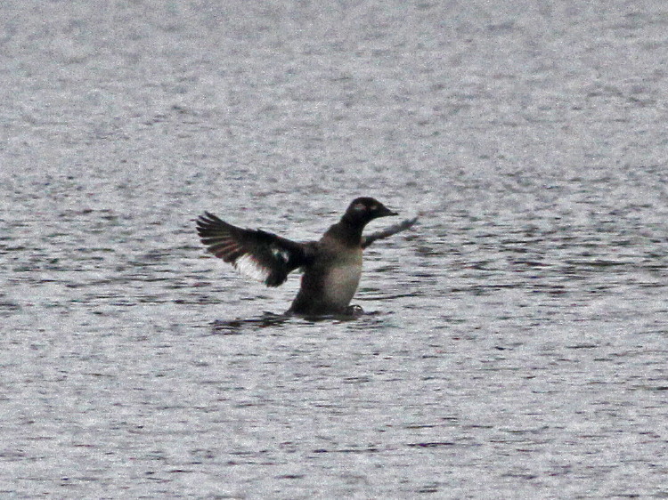 White-winged Scoter