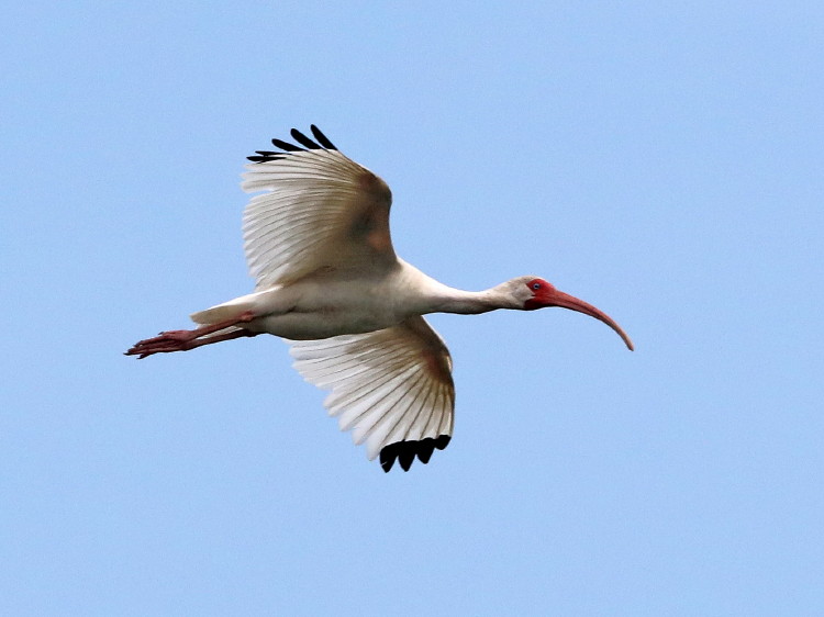 White Ibis