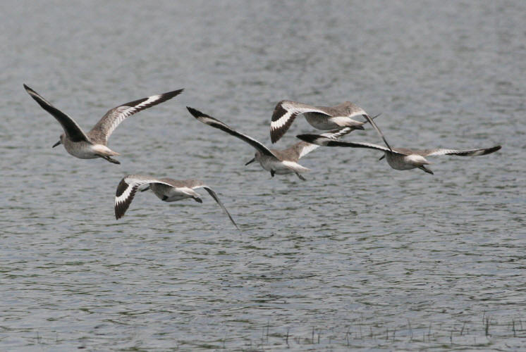 Willet