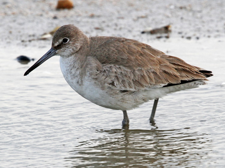 Willet