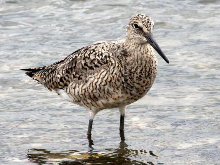 Willet