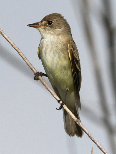 Willow Flycatcher