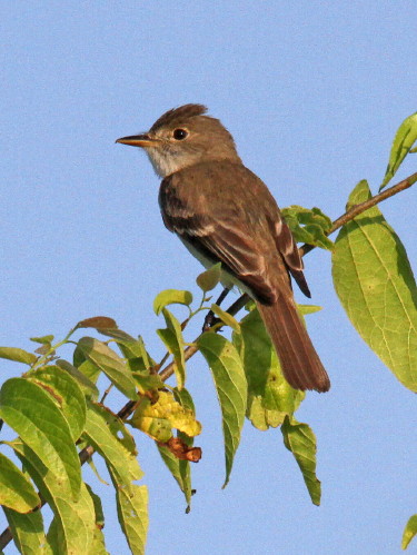 Willow Flycatcher