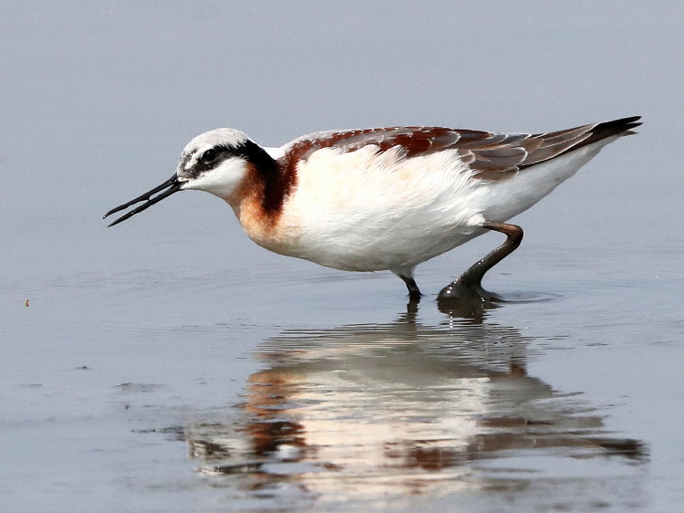 Wilson's Phalarope
