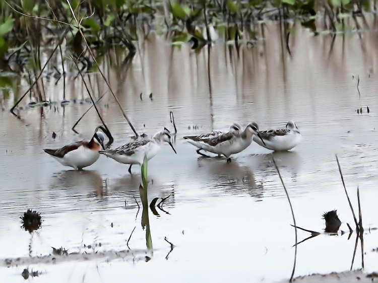 Wilson's Phalarope