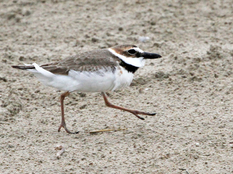 Wilson's Plover