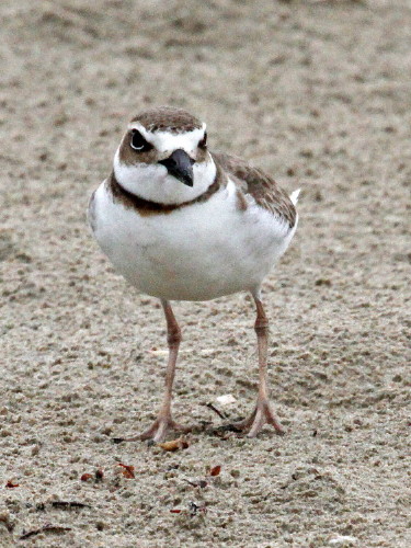 Wilson's Plover