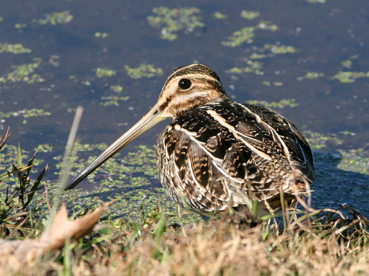 Wilson's Snipe
