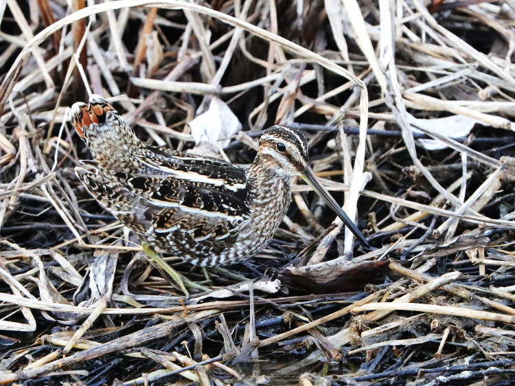 Wilson's Snipe