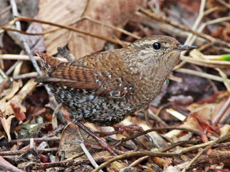 Winter Wren