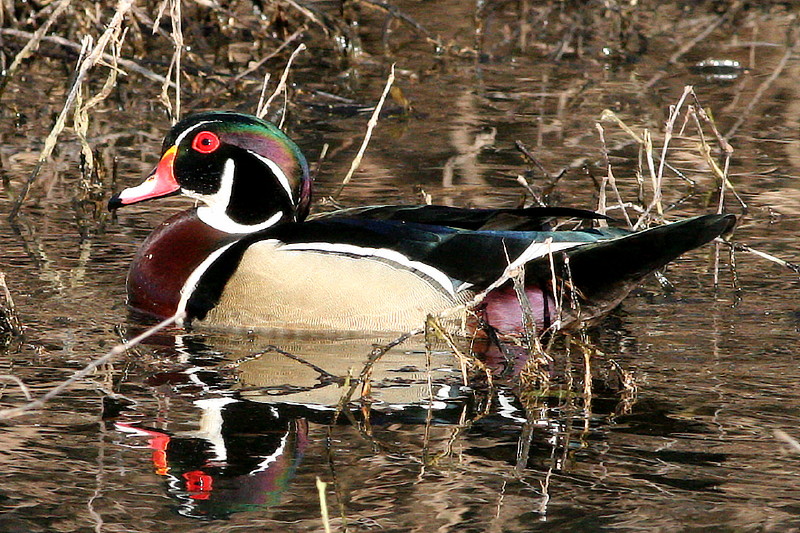 Wood Duck