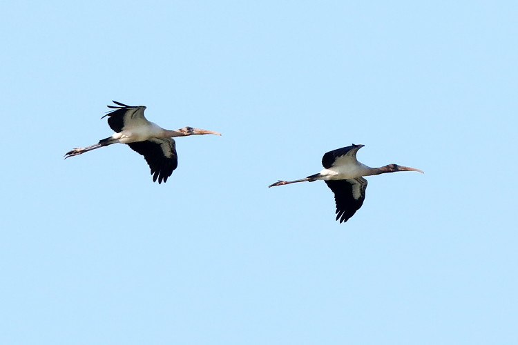 Wood Stork