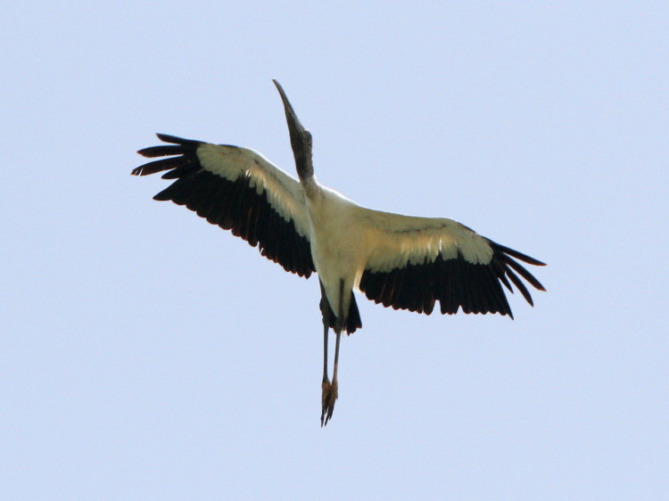 Wood Stork