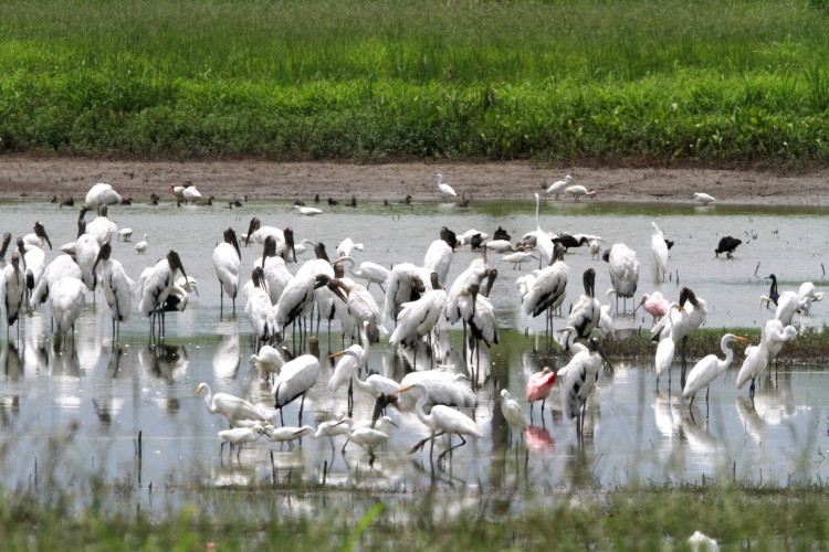 Wood Stork