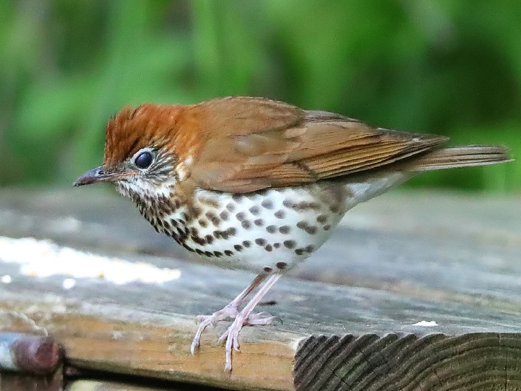 Wood Thrush