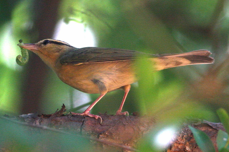 Worm-eating Warbler