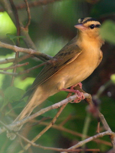 Worm-eating Warbler