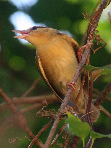 Worm-eating Warbler