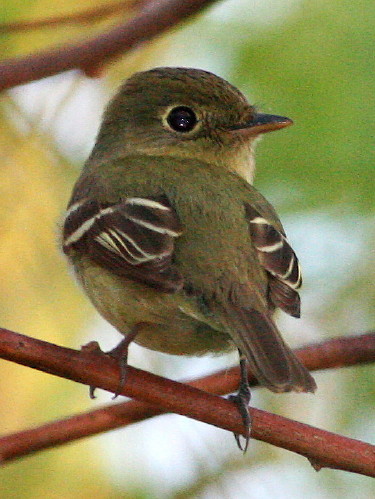 Yellow-bellied Flycatcher