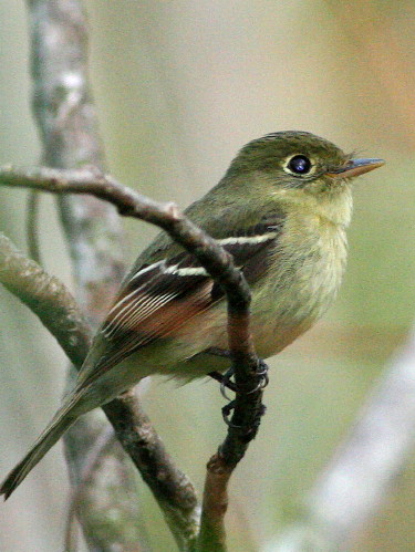 Yellow-bellied Flycatcher