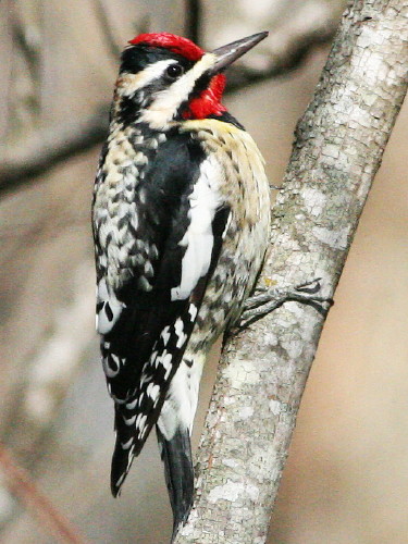 Yellow-bellied Sapsucker