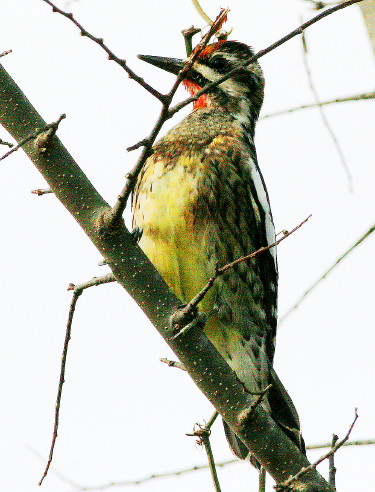 Yellow-bellied Sapsucker