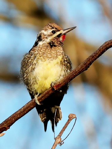Yellow-bellied Sapsucker