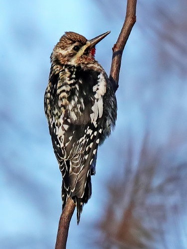 Yellow-bellied Sapsucker