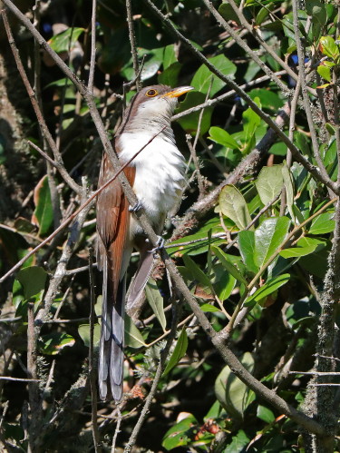 Yellow-billed Cuckoo