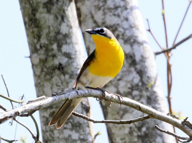 Yellow-breasted Chat