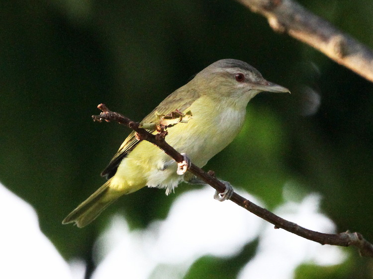 Yellow-green Vireo