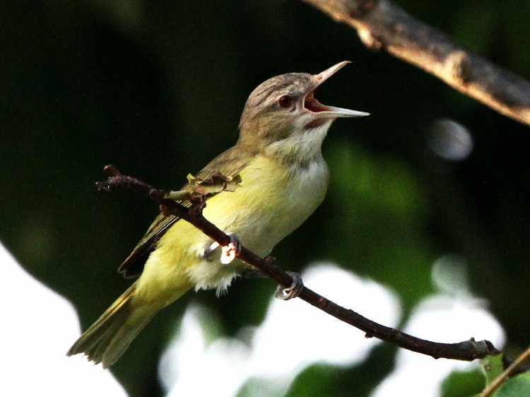 Yellow-green Vireo