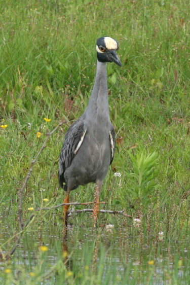 Yellow-crowned Night-Heron