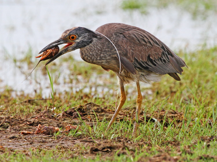 Yellow-crowned Night-Heron