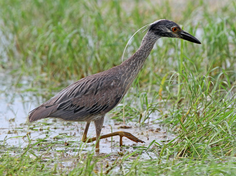 Yellow-crowned Night-Heron