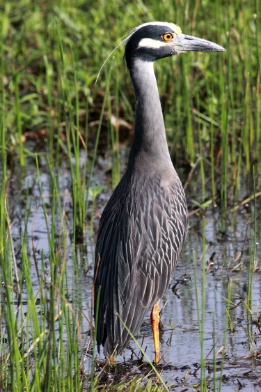 Yellow-crowned Night-Heron